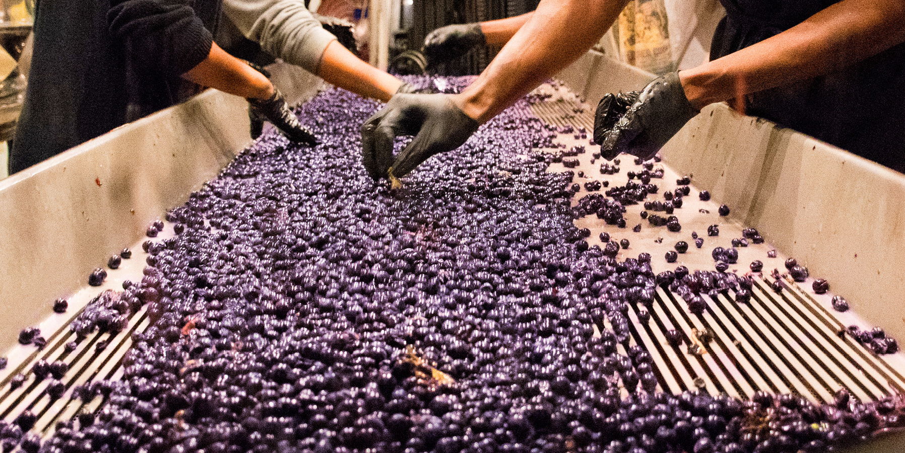 city winery chicago: Crush Camp: Interactive Winemaking Experience